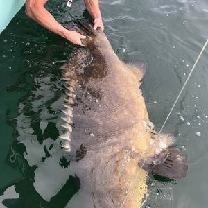 Meet your Posher, Barry